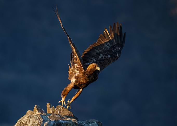 Golden eagle in flight