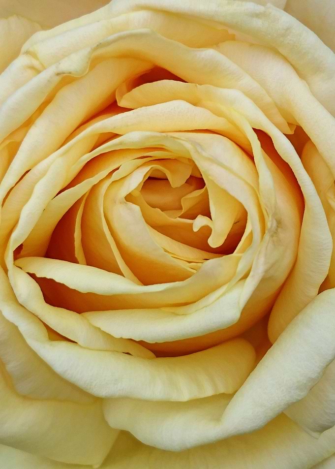 Rose 4