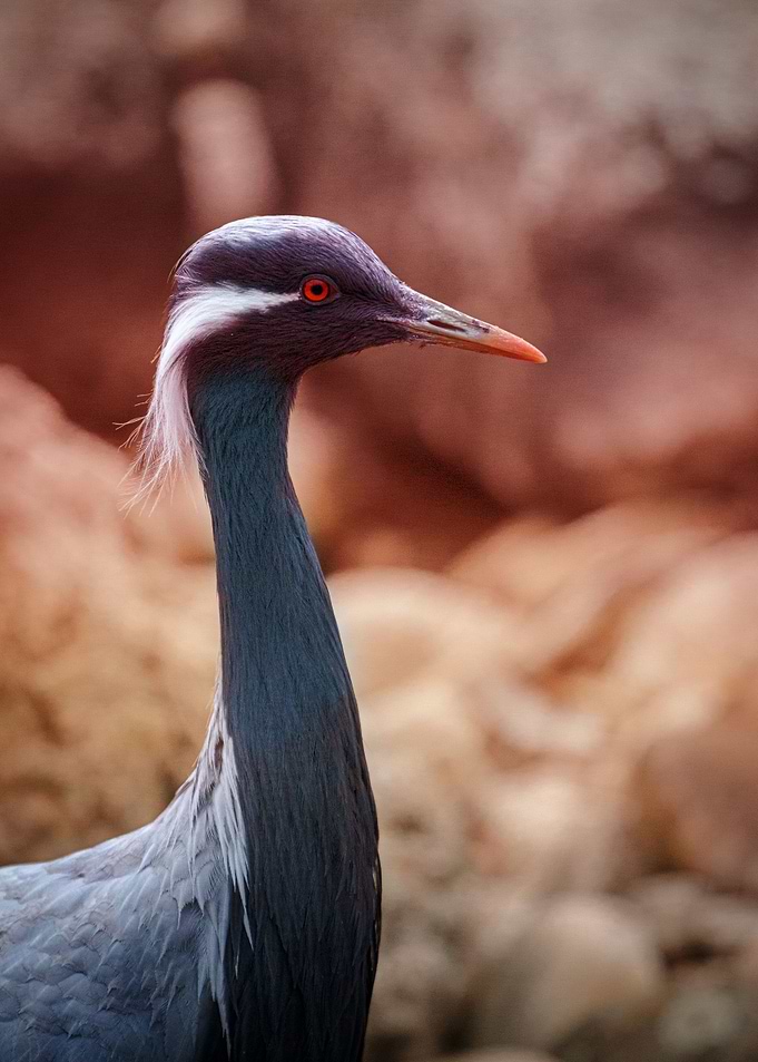 Crane Damsel