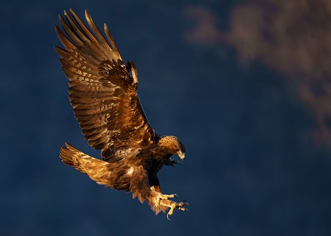 Golden eagle in flight in