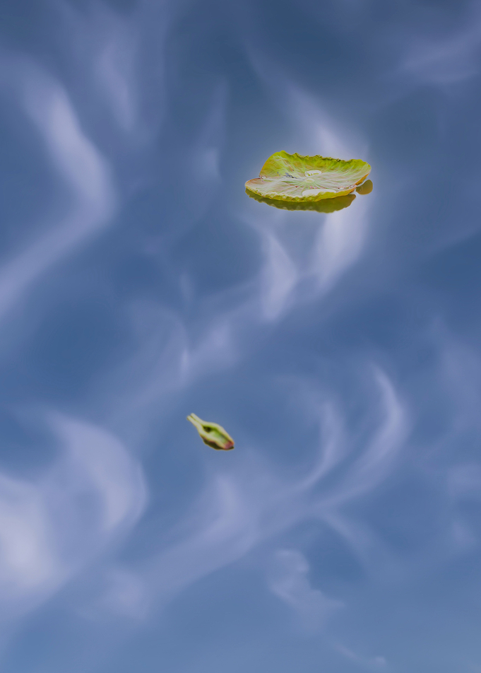 Residual Lotus