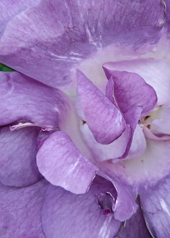 Rose 7