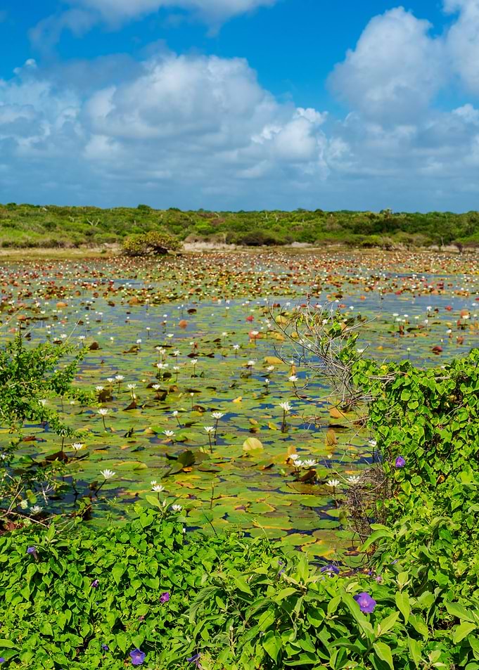 Liros en Cozumel