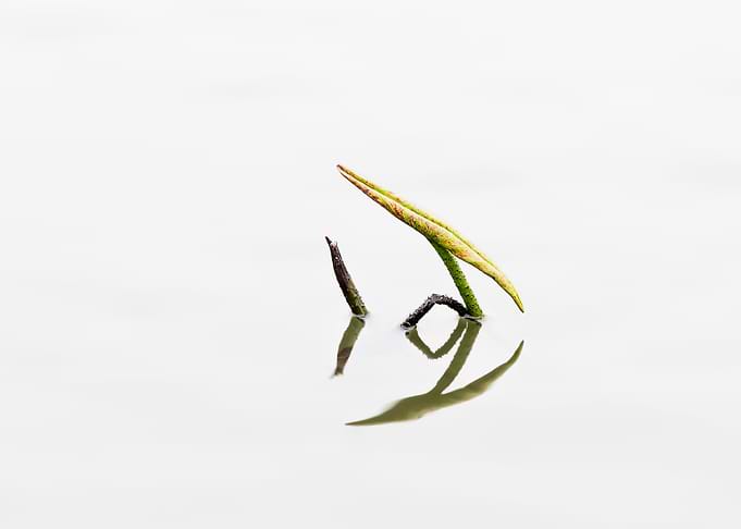 Residual Lotus