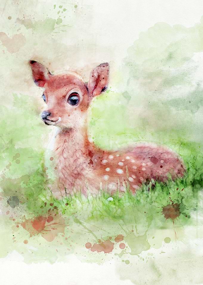 Fawn
