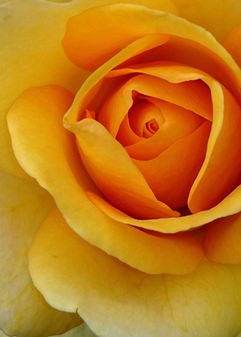 Rose 2