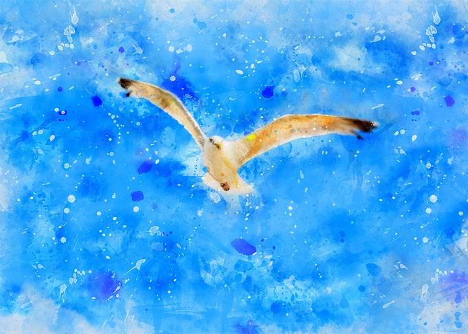 Seagull in the sky