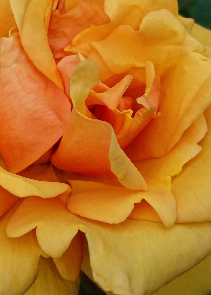 Rose 12