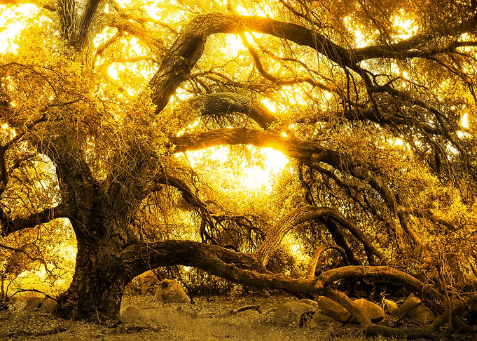 Golden Oak