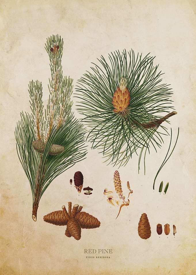 Vintage Red Pine Tree