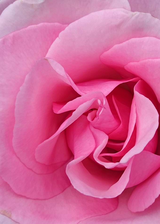 Rose 13