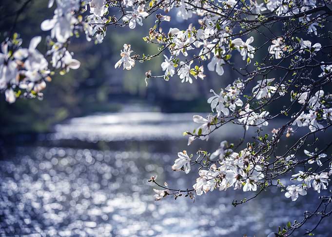 Blooming magnolia in park