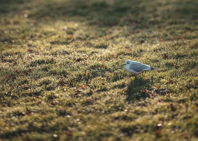 Seagull