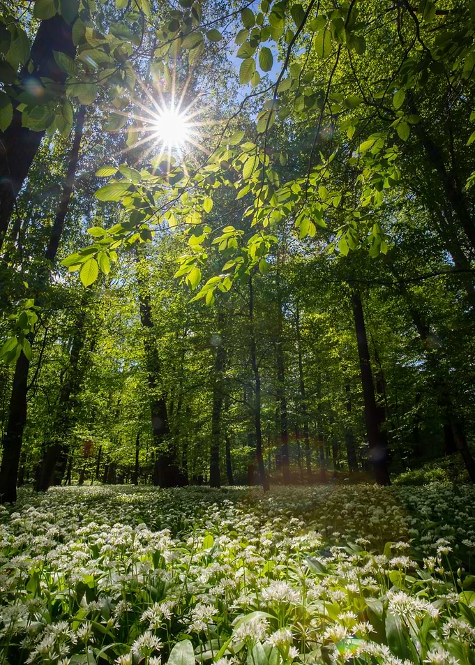 Spring forest, tree,flower