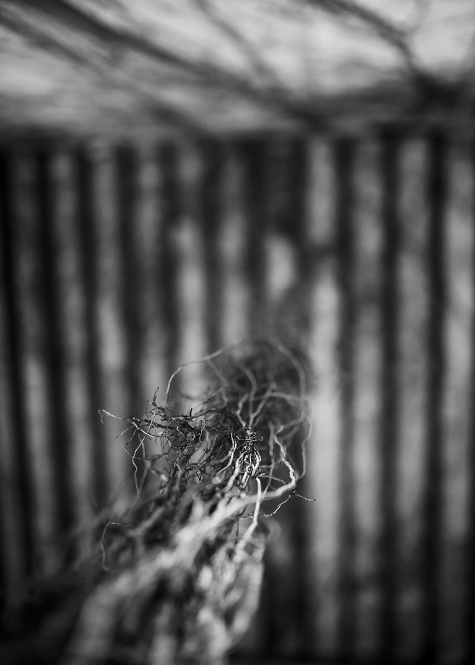 Roots from the ceiling