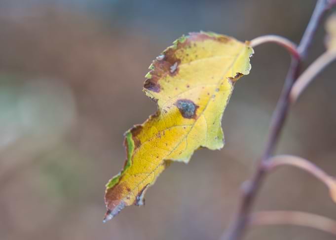 Leaf