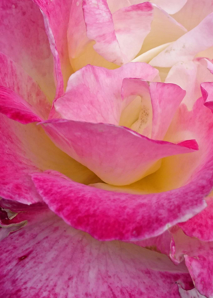 Rose 11