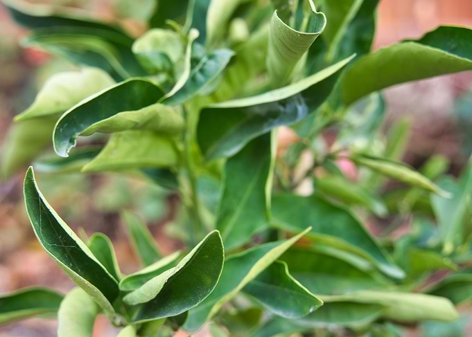Leaves