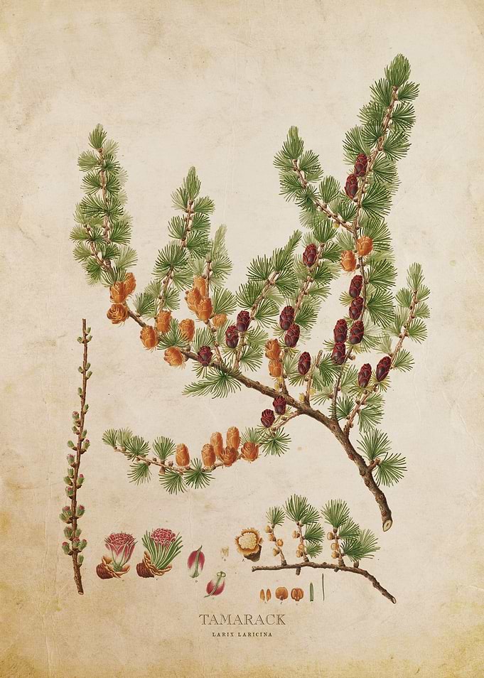 Vintage Tamarack Tree
