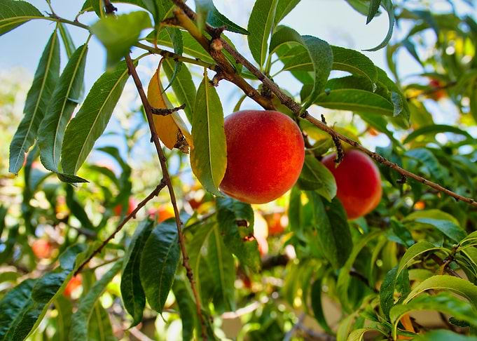 Peaches