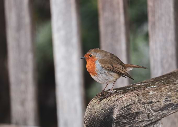 Robin on bench