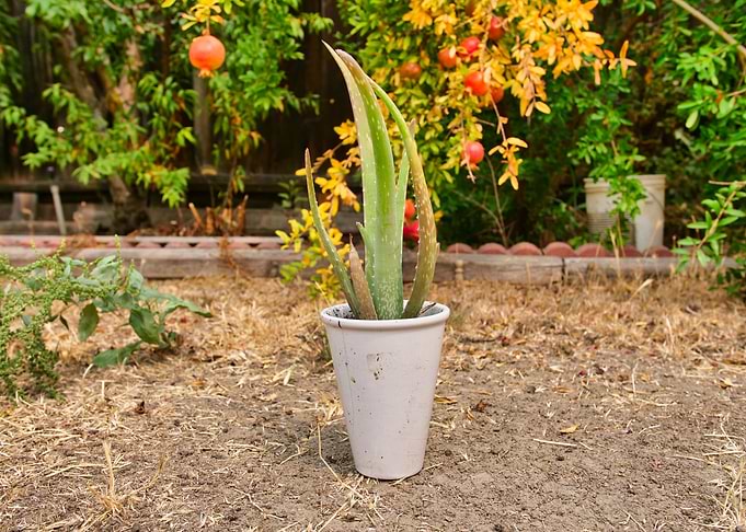 Aloe Vera