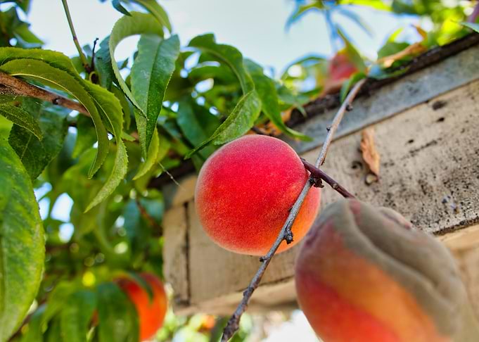Peaches