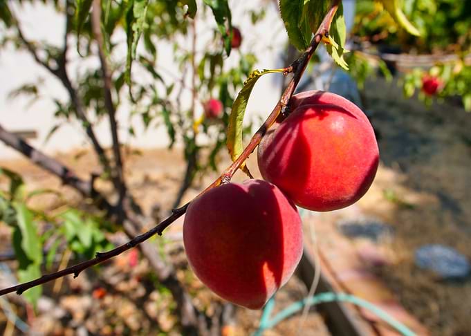 Peaches