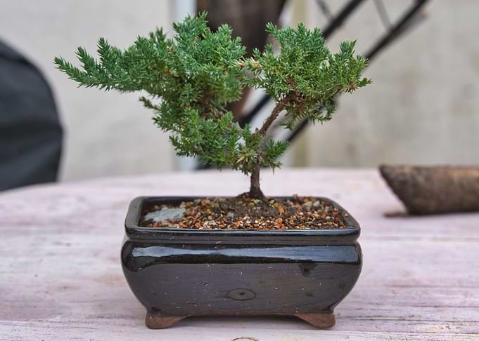 Bonsai