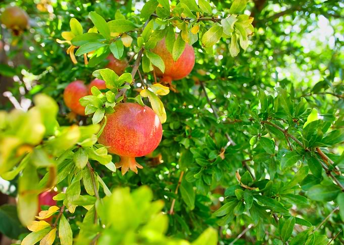 Peaches