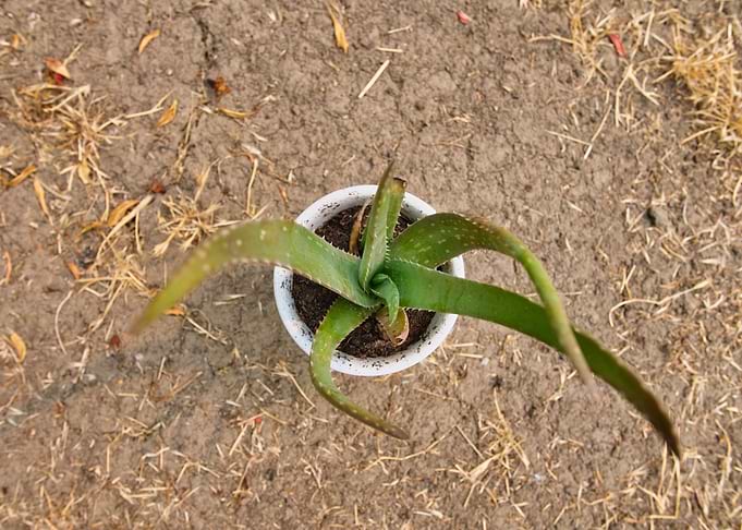 Aloe Vera
