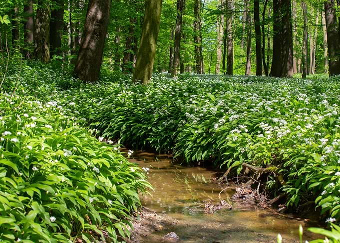 Spring forest, tree, river