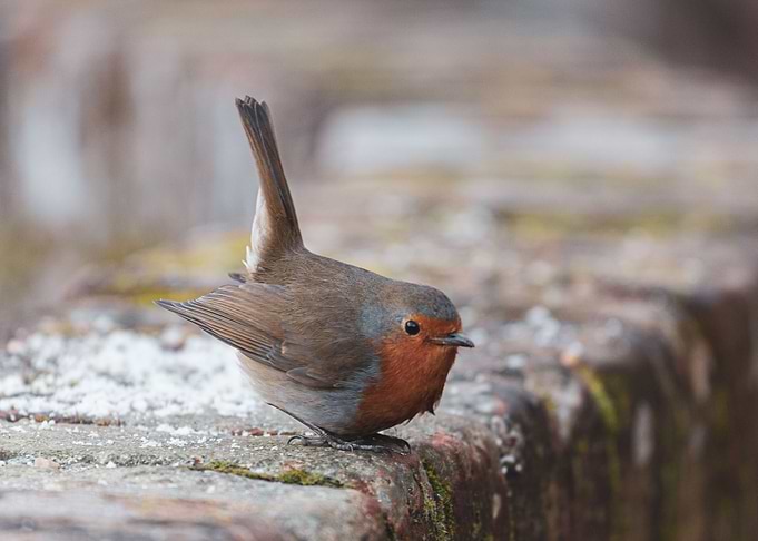 Robin