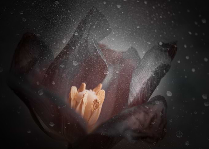 Spring tulip,macro garden