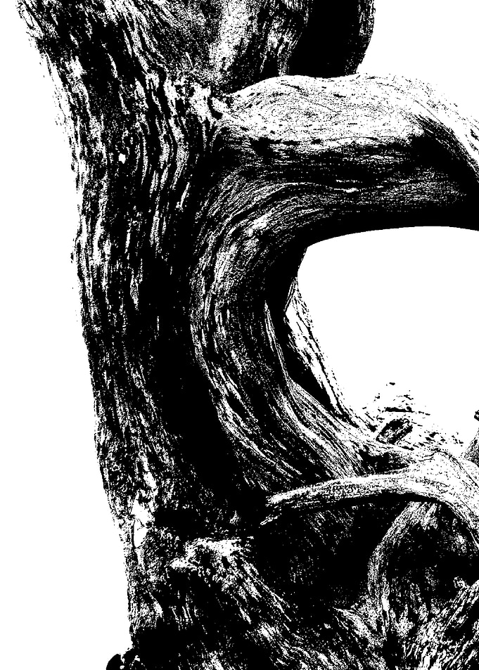 Driftwood