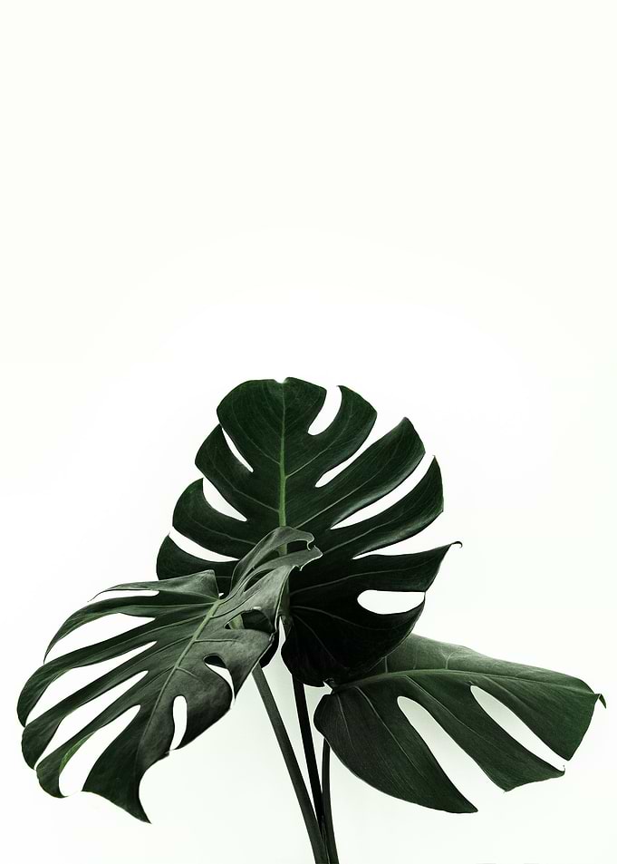 Three Monstera Leaves
