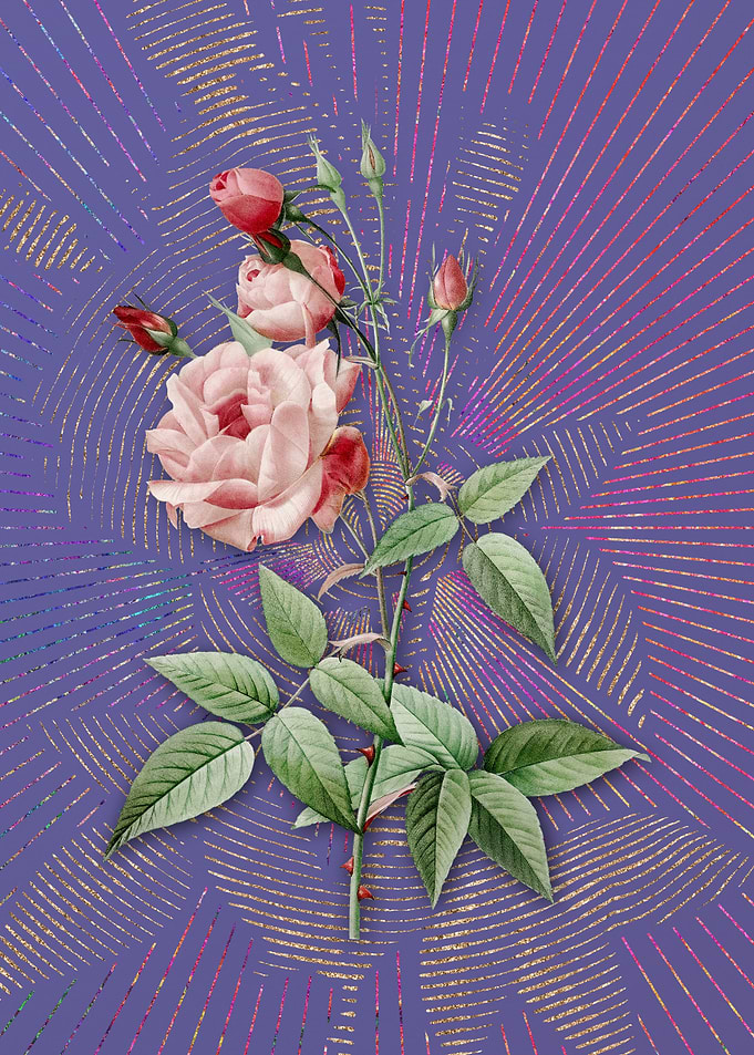 Common Rose of India