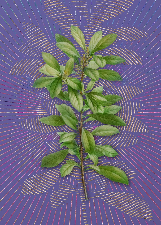 Firetree Branch Plant