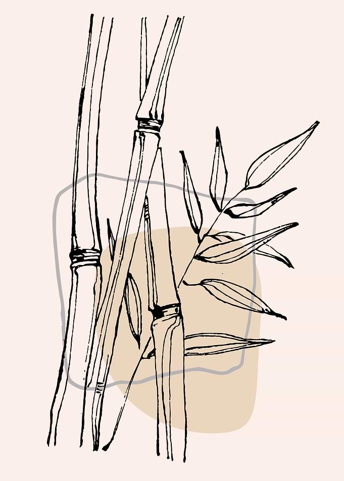 Bamboo