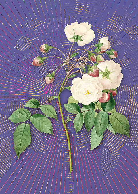 Adelia Aurelianensis