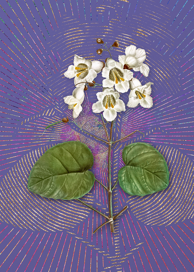Catalpa Cordifolia Flower