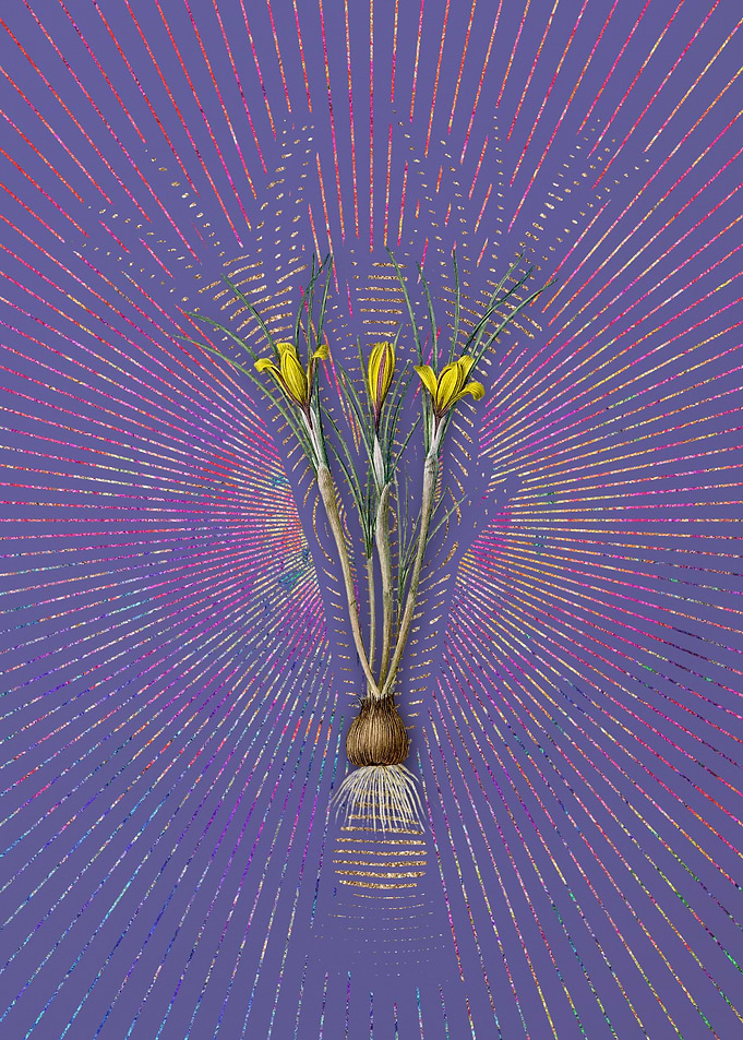 Cloth of Gold Crocus