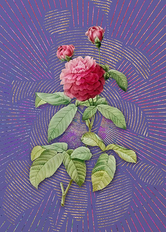 Agatha Rose in Bloom 2