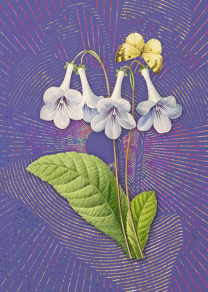 Canterbury Bells Flora