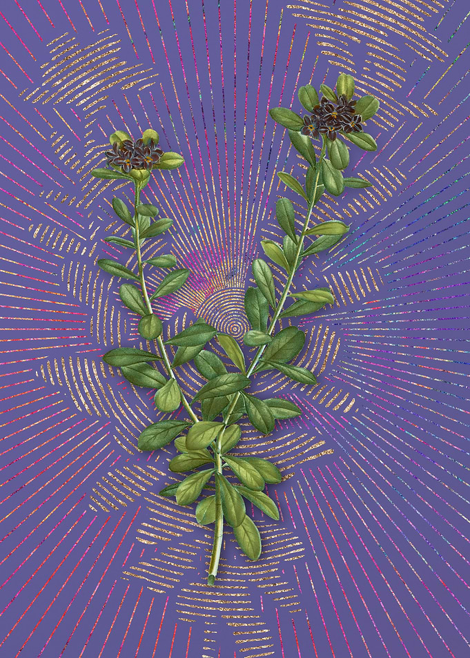 Daphne Sericea Flowers