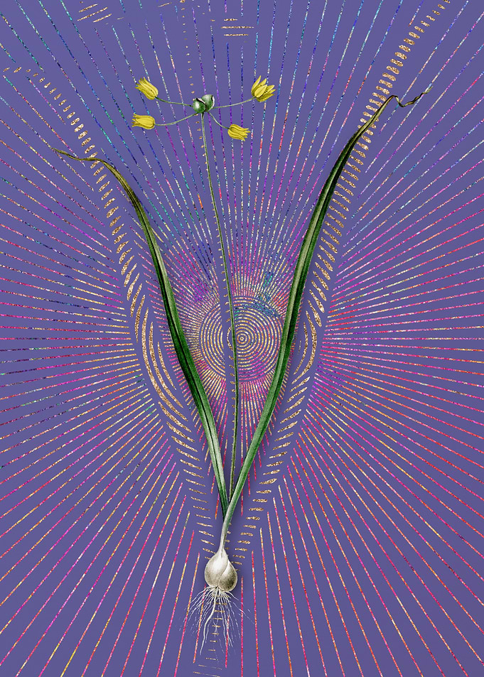 Allium Scorzonera Folium