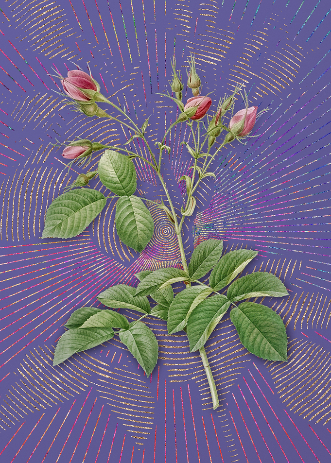 Crimson Evrats Rose