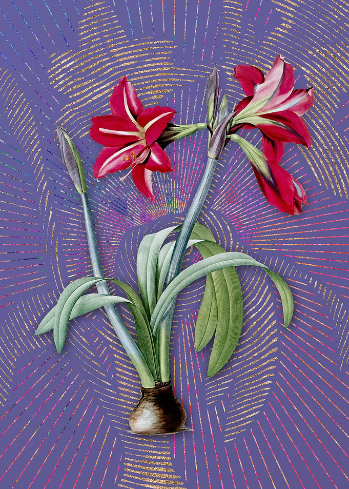 Brazilian Amaryllis