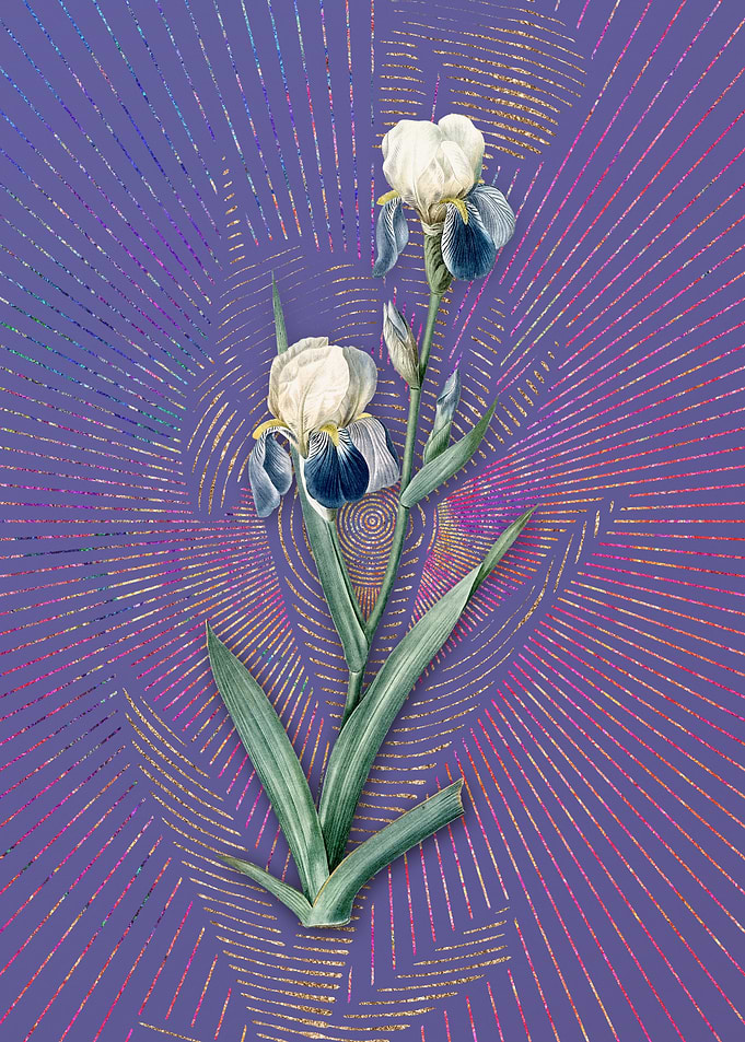 Elder Scented Iris