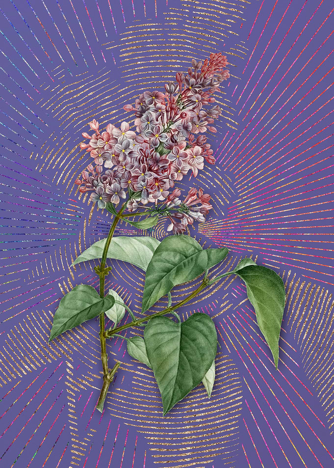 Common Pink Lilac Plant